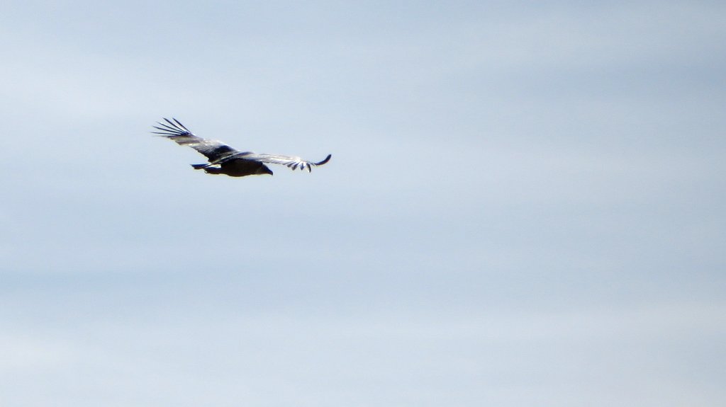 Rapace au sommet : Vautour?