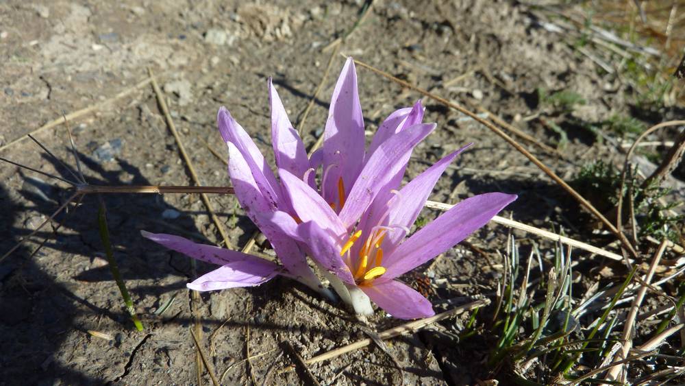 #8 Floritude : Colchique ?? Floritude : Colchique ??