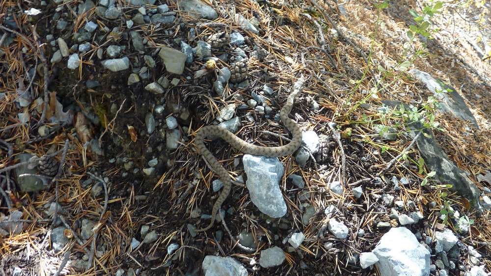 #15 Vipere : Aspic ou pas Aspic ? en tout cas, j Vipere : Aspic ou pas Aspic ? en tout cas, j'aime pas du tout ces bestioles