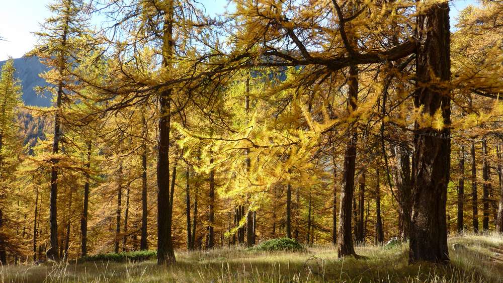 #6 Melezin : on ne se lasse pas de cette profusion de couleurs Melezin : on ne se lasse pas de cette profusion de couleurs