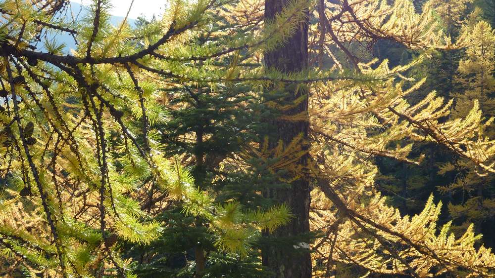 #2 Melezes : je vais en voir de toutes les couleurs Melezes : je vais en voir de toutes les couleurs