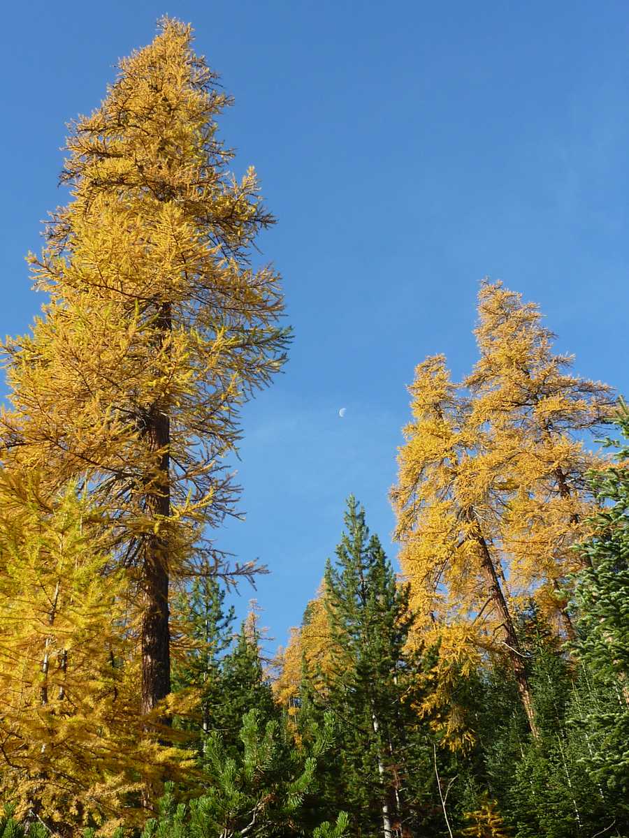 #3 Jaunitude : la lune s Jaunitude : la lune s'en mele !