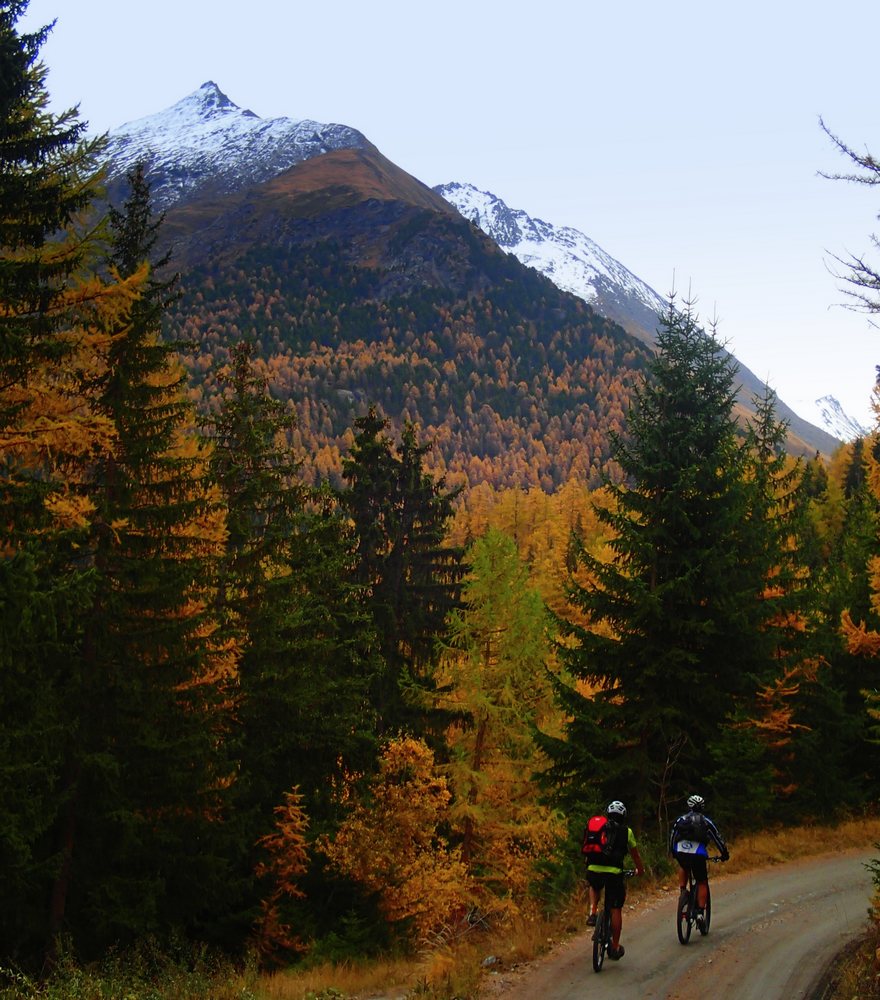 Route de Sainte Anne : Du mélèze