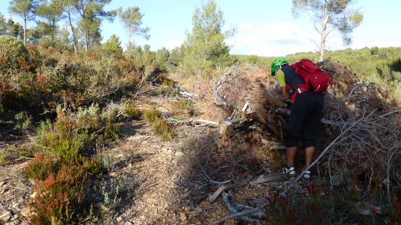 Ecosentier : Un peu d'entretien avec des branchages un peu au milieu du sentier...