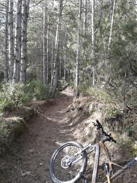 photo 8 : Sentier sympa sous les pins.