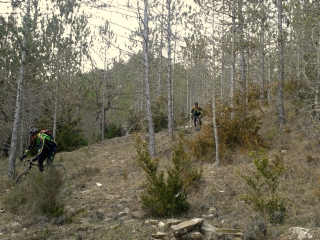 #16 photo 20 : Dans les pins... photo 20 : Dans les pins...