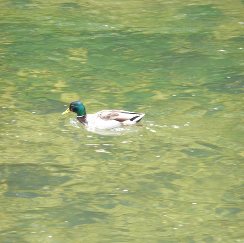 #4 Canard : sur la Loue Canard : sur la Loue