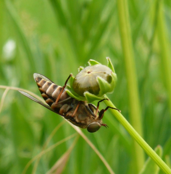 insecte : attention ... ça pique !