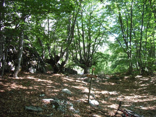 #8 Sous le Pas : La hetraie et le sentier bien feuillu Sous le Pas : La hetraie et le sentier bien feuillu