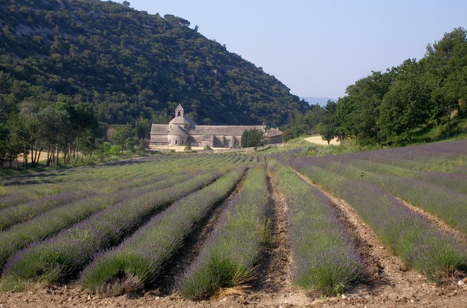 #3 L L'Abbaye de Sénanque : La lavande est presque fleurie
