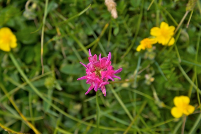 #6 Orchis de mai? : Sur celle là je doute... Orchis de mai? : Sur celle là je doute...