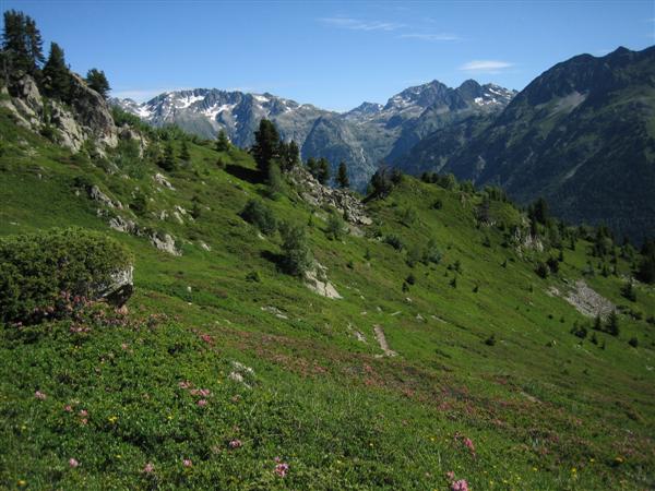 Belledonne : Dans les rhododendrons