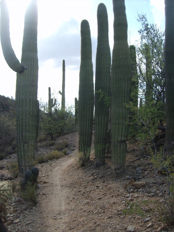 Cactusland : le sentier continue au pied de ces êtres immenses.