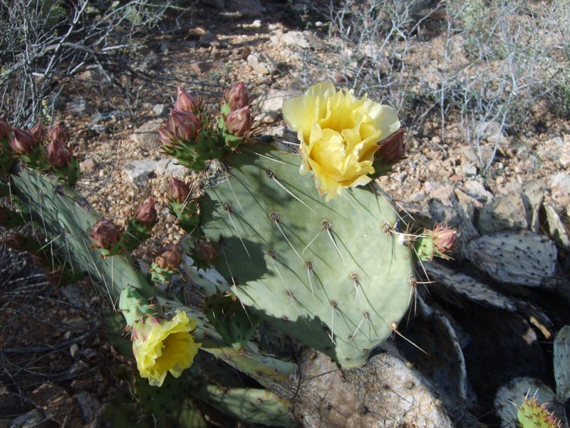 Fleurs jaunes : sur le cactus le plus traitre du coin. Heureusement... il est comestible.