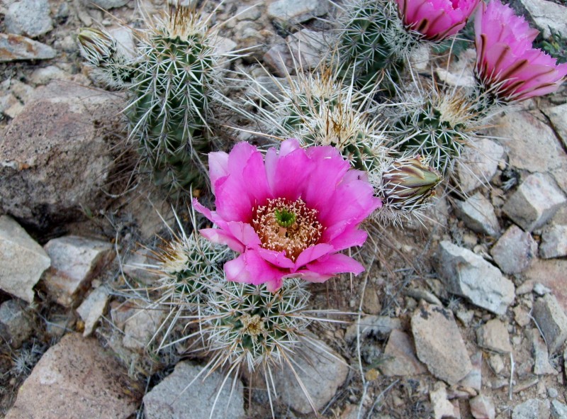 Fleurs roses : petit cactus, grande fleur