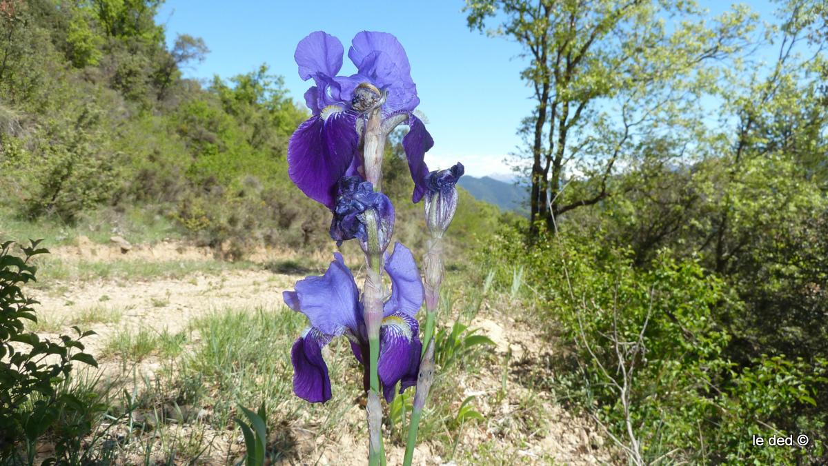 #4 Iris : et pourtant, jamais trop loin du désert ... Iris : et pourtant, jamais trop loin du désert ...