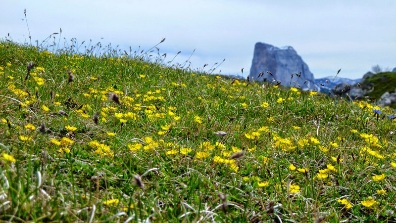 Aiguille dans champ de fleurs : J'avais un peu l'âme aux fleurs ce jour...