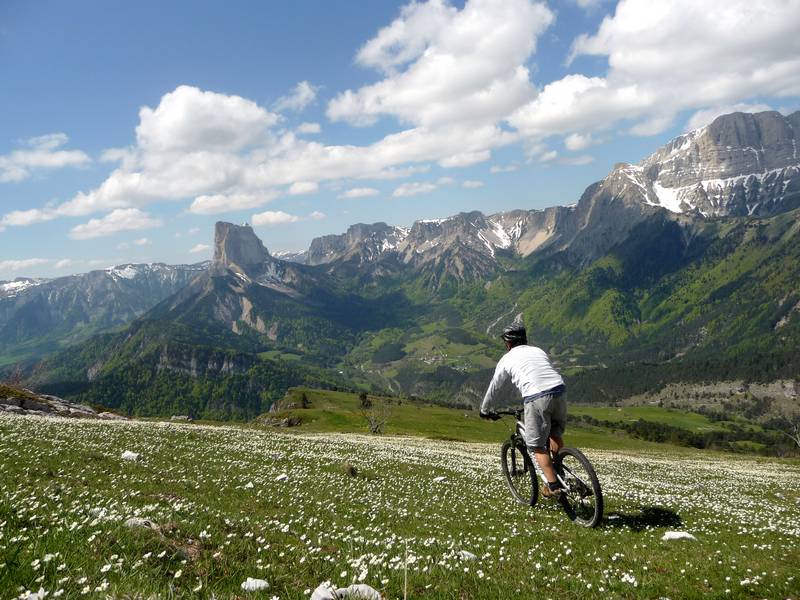 Face au Mont-Aiguille : Tapis de fleurs