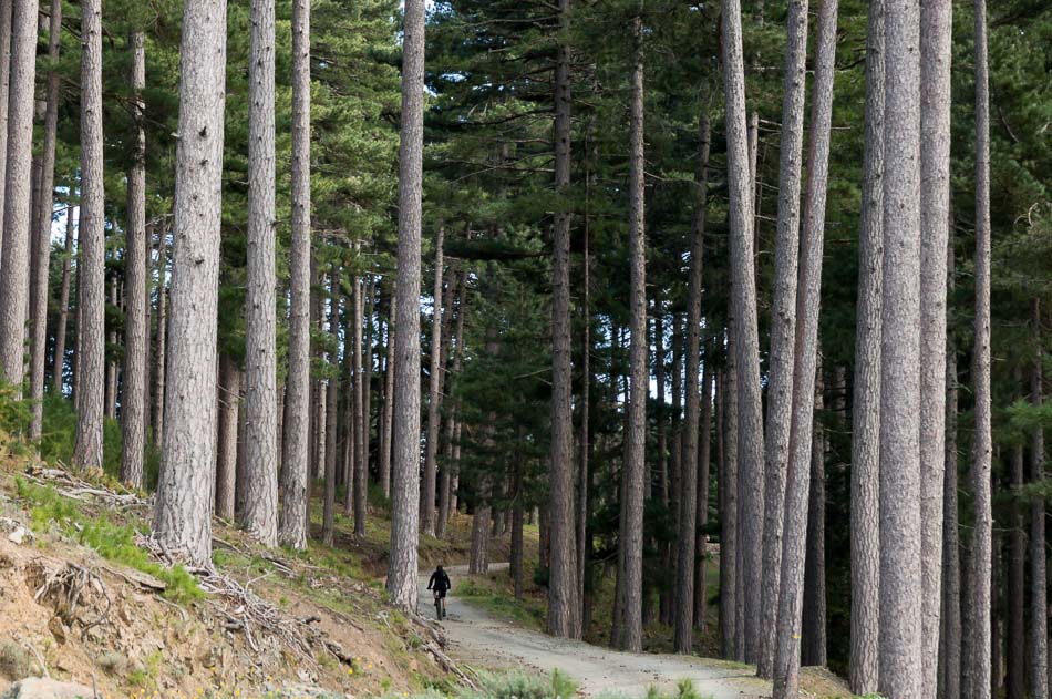 Forêt de Padula : et ses pins laricio