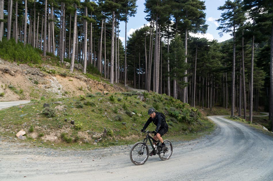 Forêt de Padula : au-dessus du Col d'Erbajo