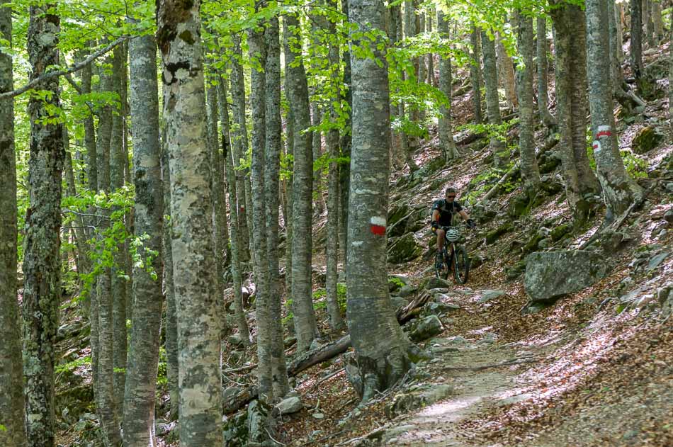 Au dessus du Col de Verde : joli monotrace au milieu des hêtres