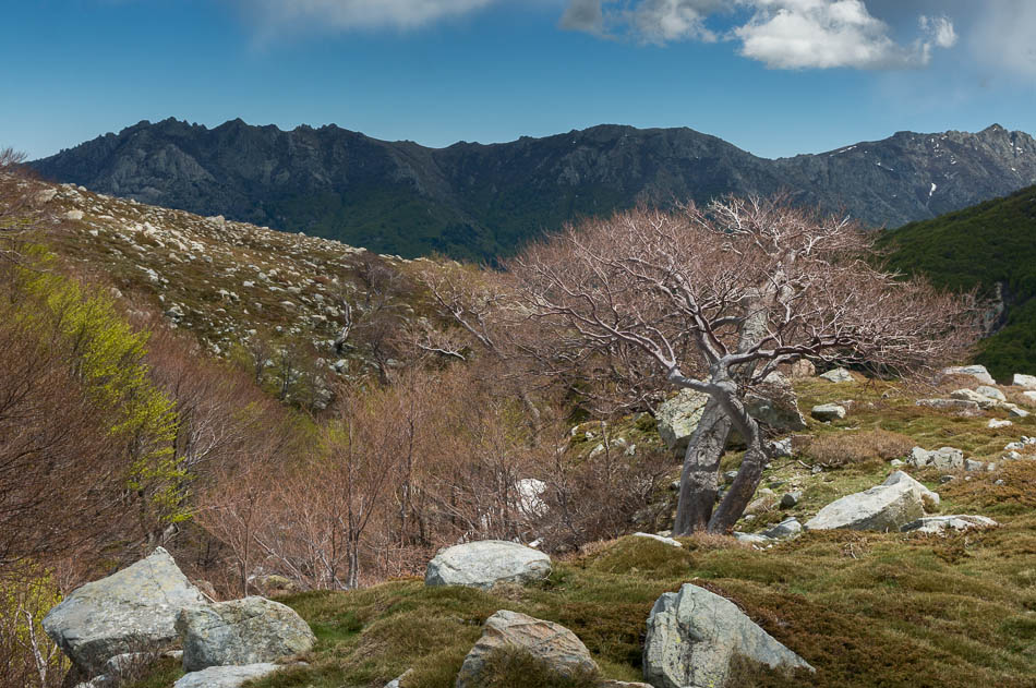 Plateau des Pozzis : et ces hêtres