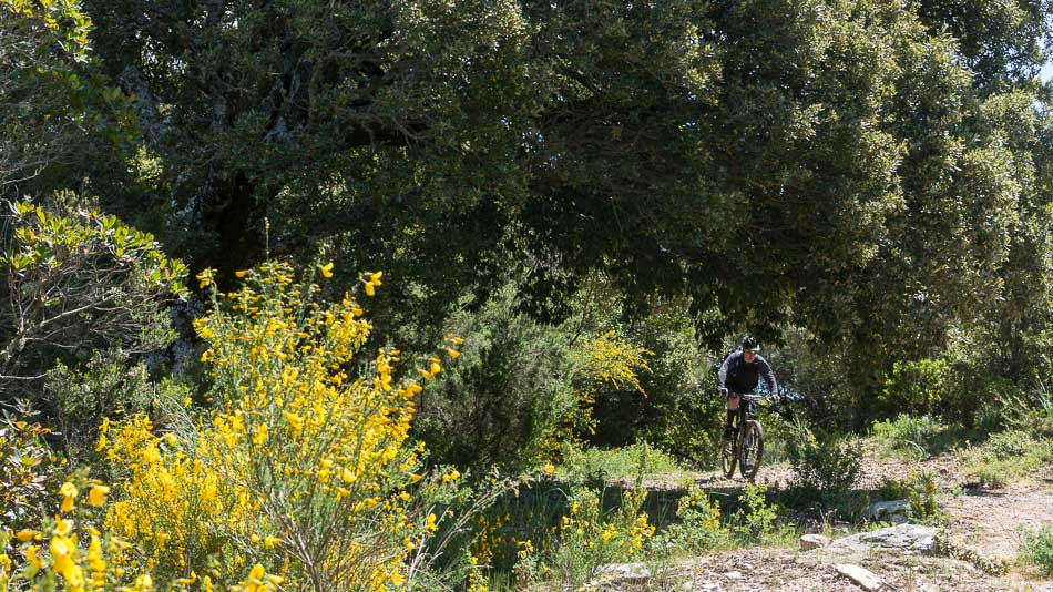 Au-dessus du Col Saint-Georges : belle portion dans le maquis haut