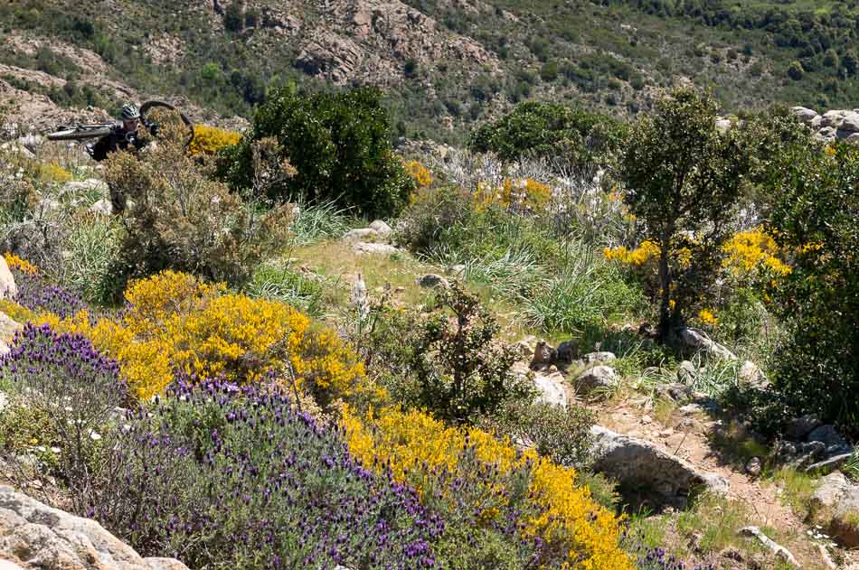#8 une autre : au milieu des lavandes une autre : au milieu des lavandes