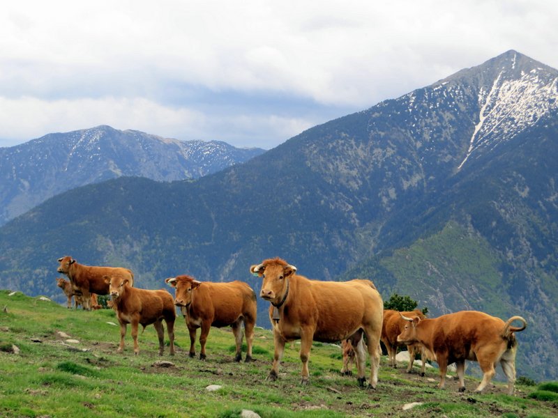 Vaches rassurantes : Si les vaches passent avec les tirs d'obus et famas, cela doit passer pour les VTTistes ?!