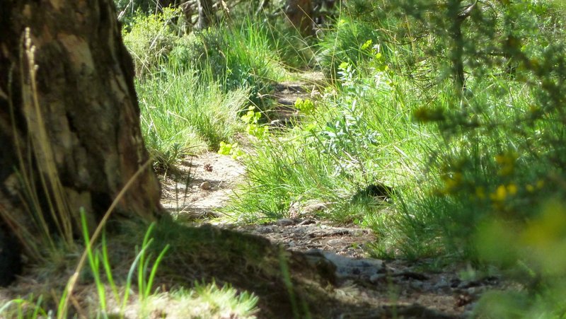 Craquant : Le sentier du bonheur