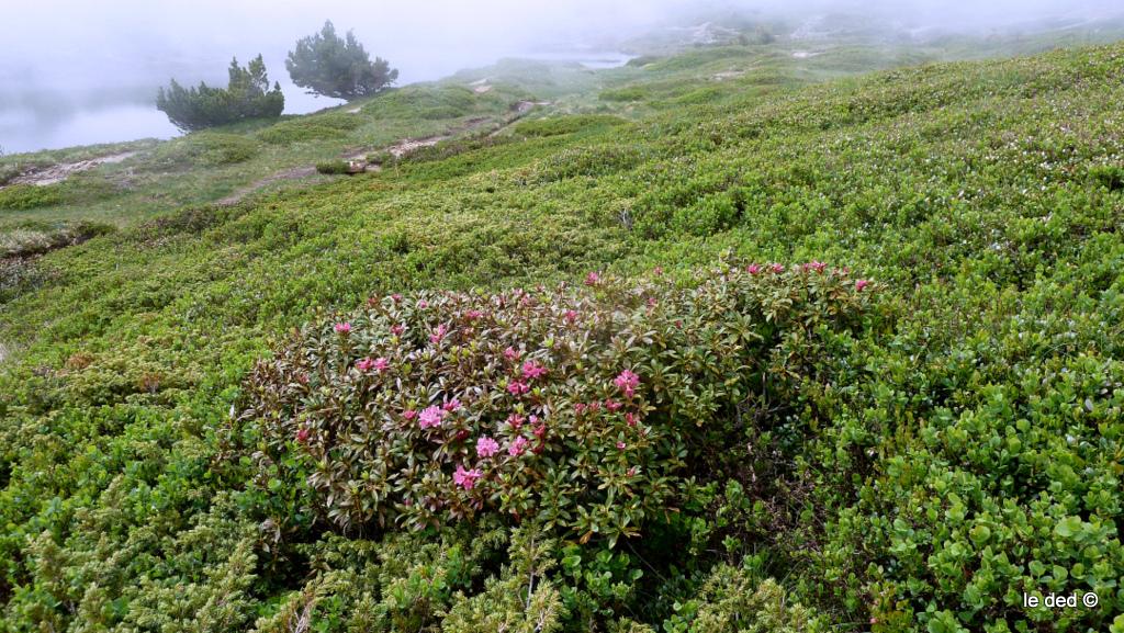 rhodo : Un peu de couleur locale