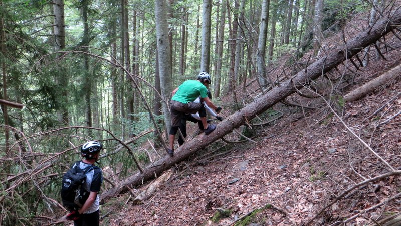 Scions du bois : Sur le dernier gauche du Puy d'Oulles, à défaut de couper l'arbre, on fait un passage dans le branchage.