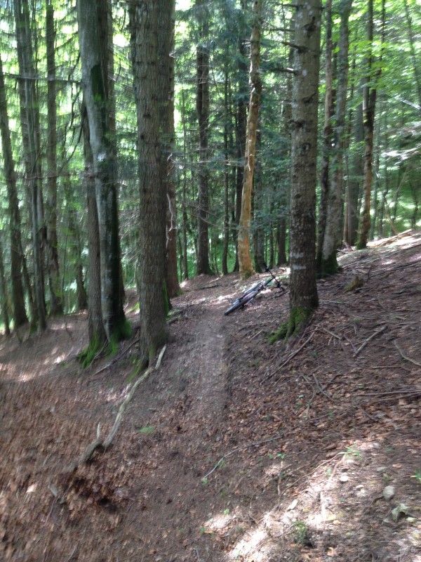 Sentier des Boeufs - Suite - : On continue la descente en sous bois. Il fait frais, c'est très bien.