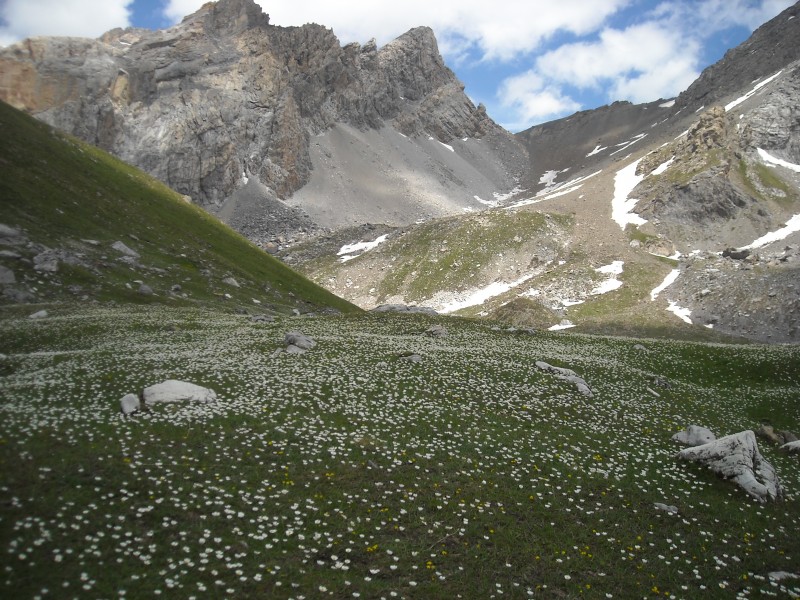 col du Vallonet : un tapis de fleurs au pied de la Stroppia