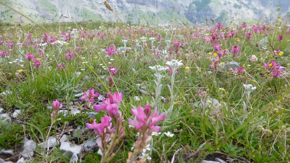 Parterre bucolique : Des myriades de fleurs pour notre déjeuner