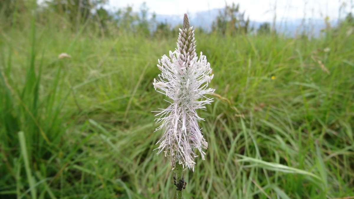 #1 une variété de raiponce ? une variété de raiponce ?
