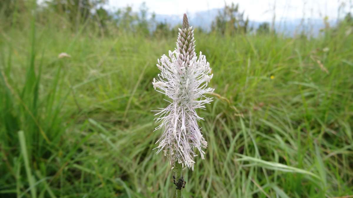 une variété de raiponce ?