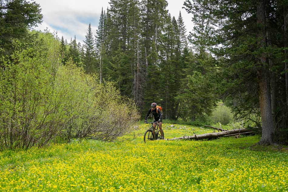 Moonlight Meadows : en entrant dans les sous-bois