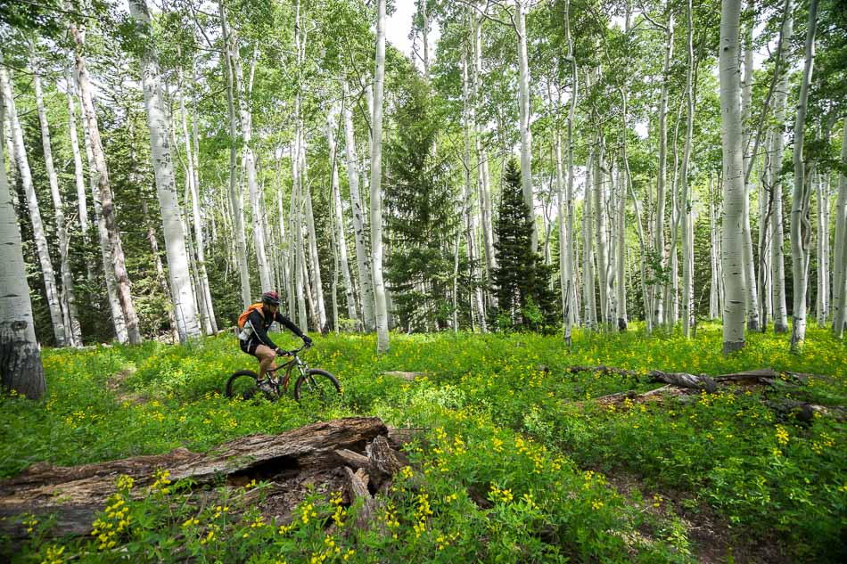 Boren-Mesa : aspen