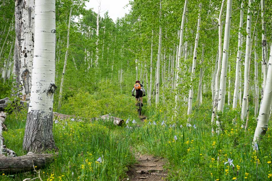 Boren-Mesa : au milieu des Aspen et des iris