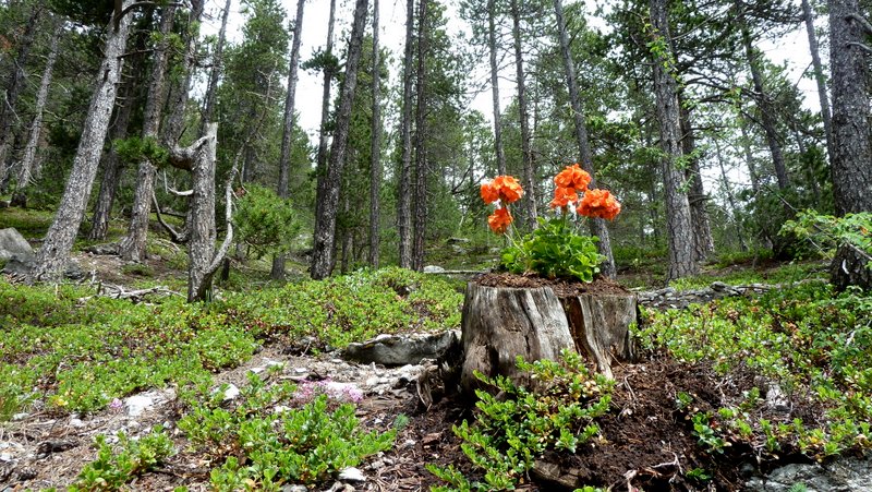 Rouge! : Etrange cette fleur sur souche... L'homme ferait il des farces à la nature?