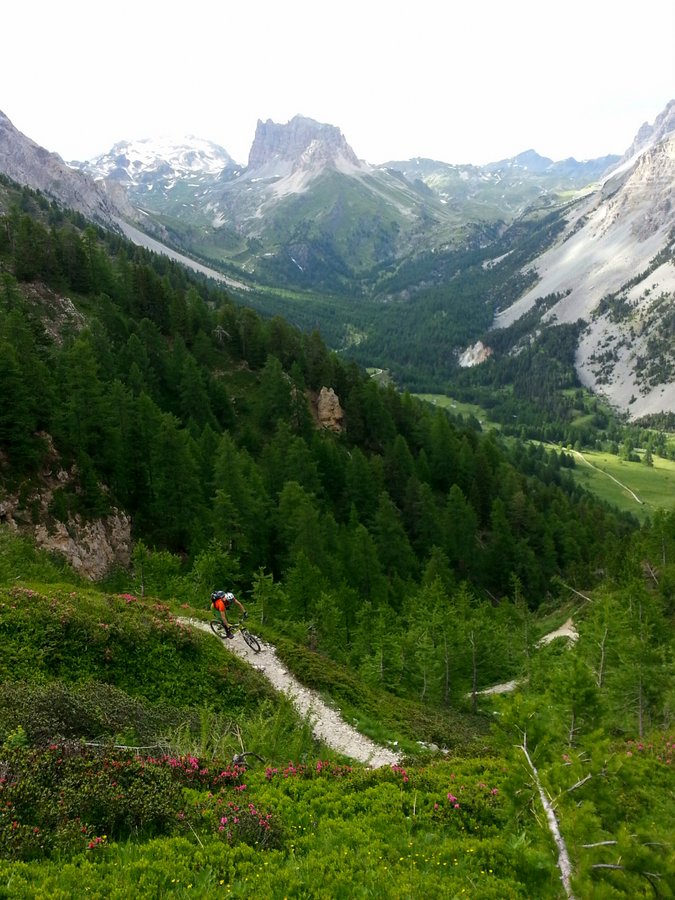 Sympa les fleurs : La descente du col des Thures est magnifique avec les fleurs du début d'été