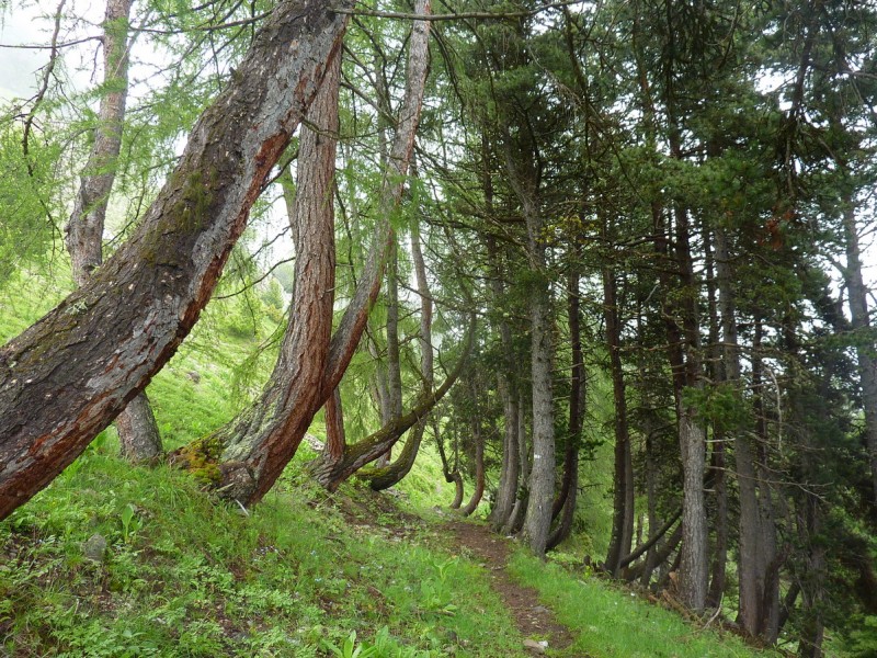 #2 Sentier Horizontal : partie bien roulante Sentier Horizontal : partie bien roulante