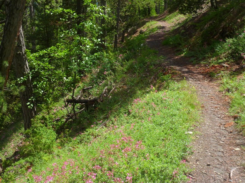 #9 Cabane Belmont : Magnifique sentier bien lisse sous la cabane Belmont Cabane Belmont : Magnifique sentier bien lisse sous la cabane Belmont