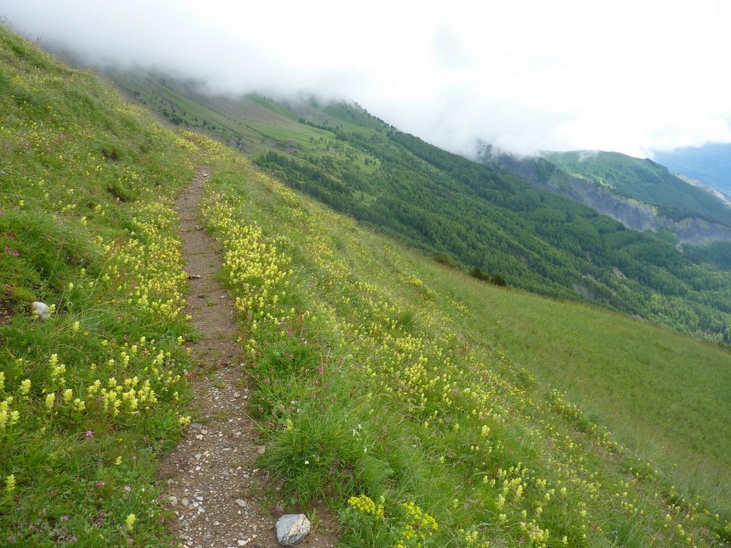 #1 Sentier Horizontal : Temps moyen mais des fleurs partout ! Sentier Horizontal : Temps moyen mais des fleurs partout !