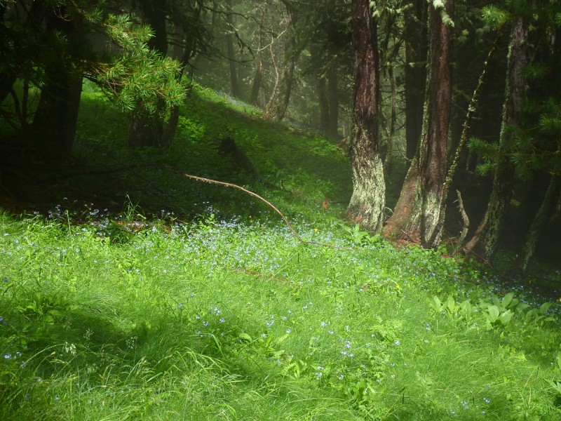 #8 Cabane Belmont : tapis de Myosotis Cabane Belmont : tapis de Myosotis