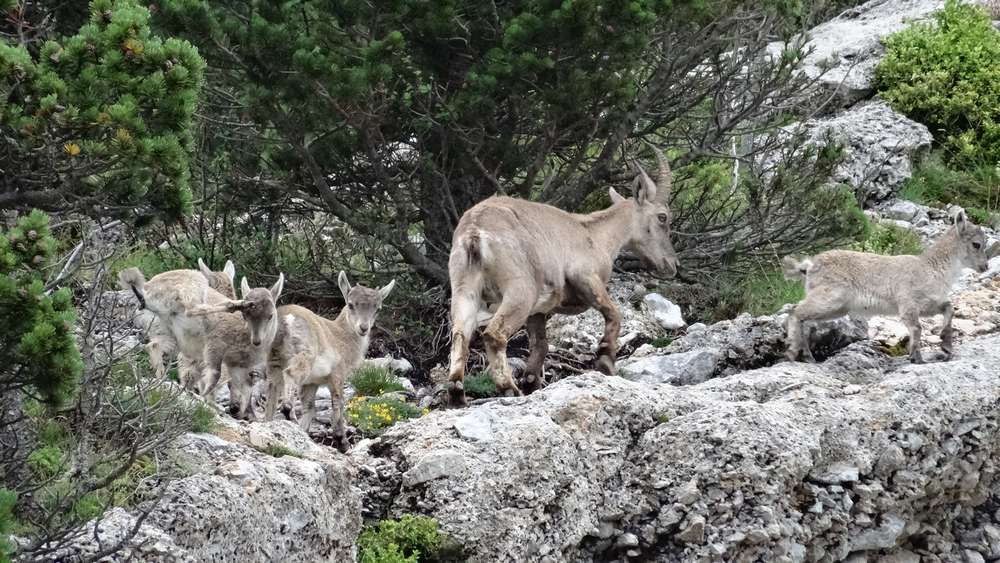 Bouquetins : une étagne et ses petits