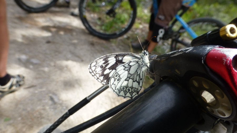 #9 Papillon : In love with my bike Papillon : In love with my bike