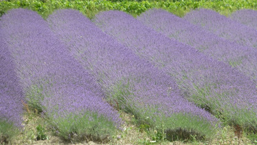 #20 Lavandes : De belles couleurs Lavandes : De belles couleurs