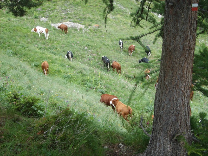 Des vaches : dans la descente de Furfande